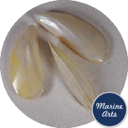 8757 - Polished Tahong Mussel Pair 7.5-10cm